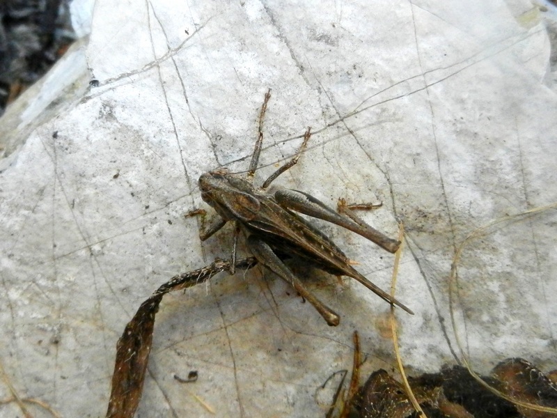 Tettigonidae? Platycleis sp.